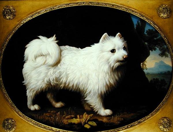 A White Spitz, c.1770