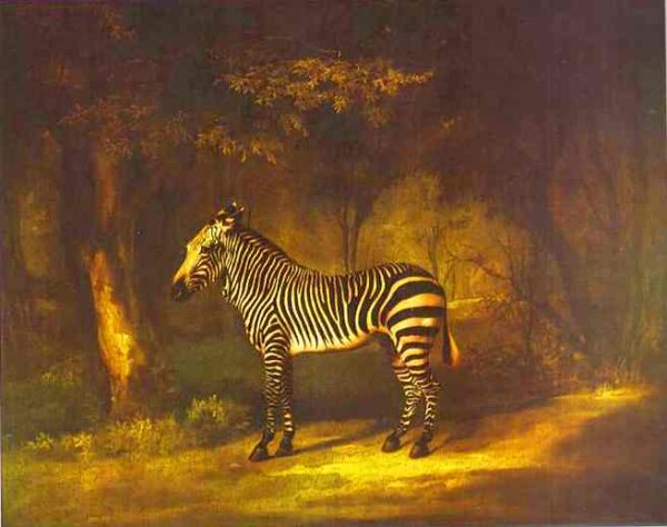 A Zebra, 1763