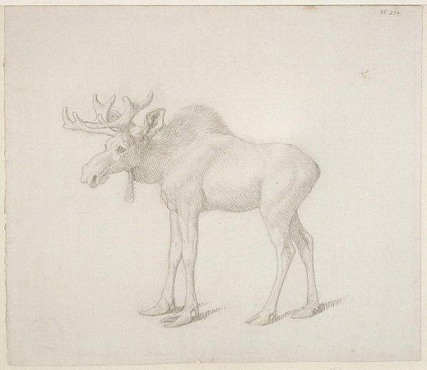 Drawing of Duke of Richmonds Second Bull Moose