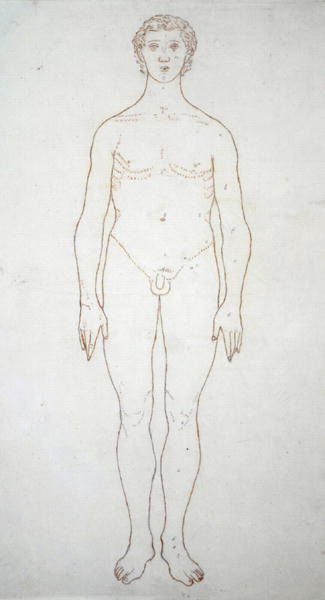 Study of the Human Figure, Anterior View, from A Comparative Anatomical Exposition of the Structure of the Human Body with that of a Tiger and a Common Fowl, c.1795-1806 6