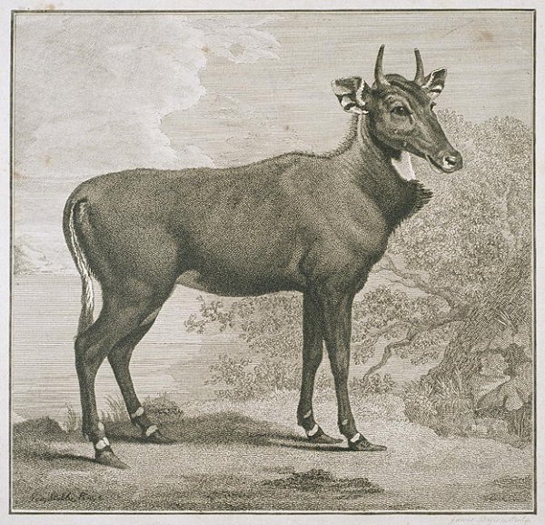 Plate of the Nyl-ghan, engraved by James Basire 1730-1802