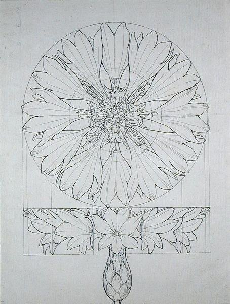 Study for a Cornflower, 1808