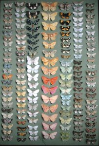 One Hundred and Fifty-eight Butterflies