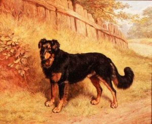 Border Collie, 1894