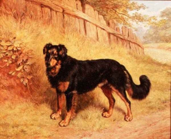 Border Collie, 1894