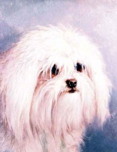 Maltese Terrier