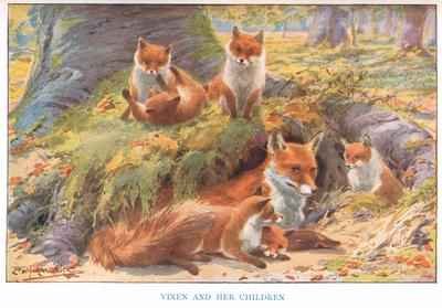 Vixen and her Children illustration from Country Ways and Country Days