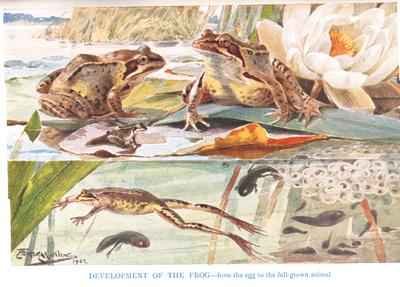 Development of the Frog illustration from Country Days and Country Ways