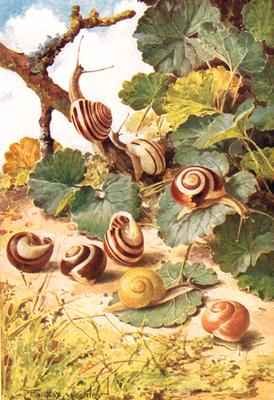 Land Snails illustration from Country Days and Country Ways