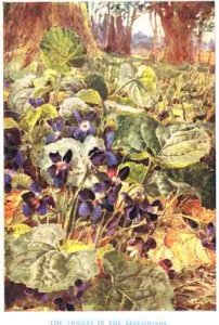 Violets in the Beechwood illustration from Country Ways and Country Days