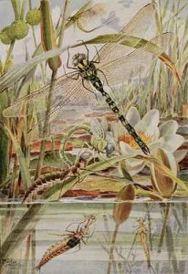 Dragonfly and Mayfly illustration from Stories of Insect Life