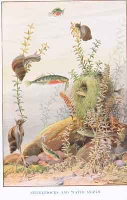 Sticklebacks and Water Snails illustration from Country Ways and Country Days