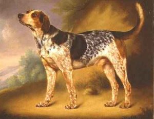 Richard Stracheys Hound Glancer 1808