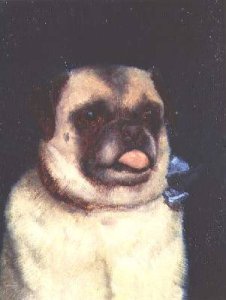 A Pug 1895