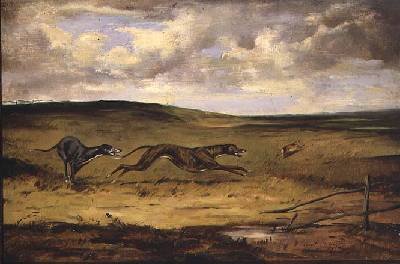 Lurchers Coursing