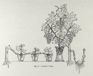 Lawns and Garden Walks from Thomas Mawsons The Art and Craft of Garden Making