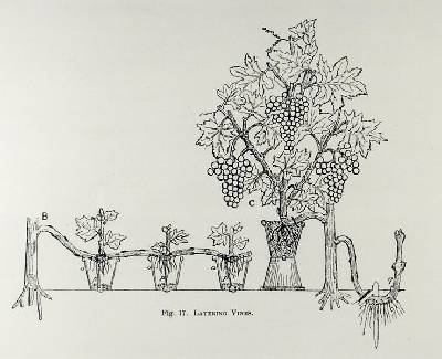 Layering vines from Thomas Mawsons The Art and Craft of Garden Making