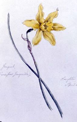 Jonquil painted at Loughton 15th April 1859