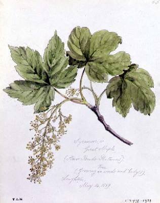 Sycamore or Great Maple 2