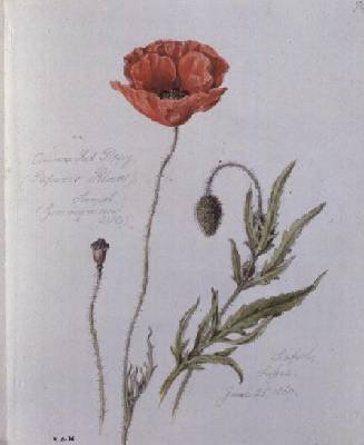 Common Red Poppy