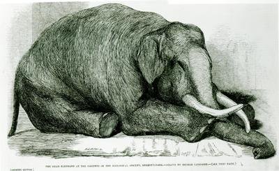 The Dead Elephant at the Gardens of the Zoological Society Regents Park