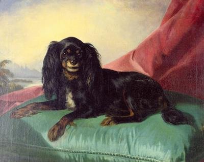 A King Charles Spaniel on a Green Cushion