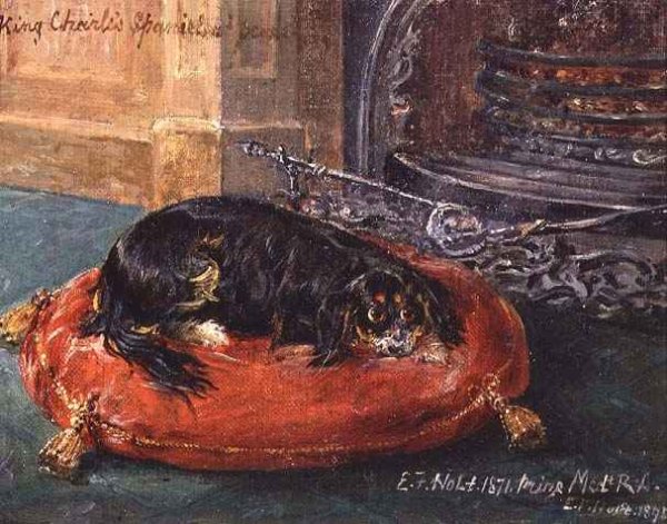 King Charles Spaniel at Rest