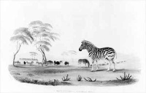 Equus burchelli or Burchells Zebra