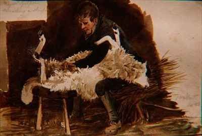 Major Gilpin Shearing a Sheep