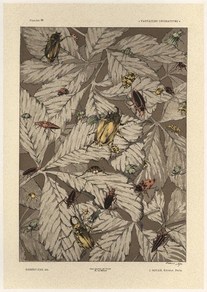 Beetles plate 38 from Fantaisies decoratives