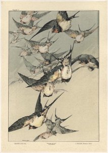 Birds plate 5 from Fantaisies decoratives