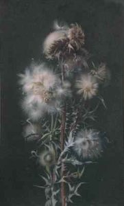 Thistledown