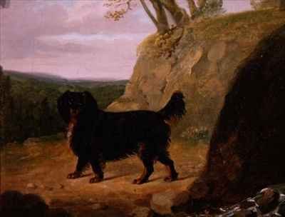 A Cocker Spaniel in the Landscape