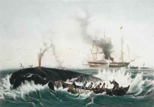 Attacking a Right Whale and Cutting In from The Whale Fishery