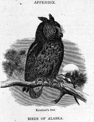 Kennicotts Owl