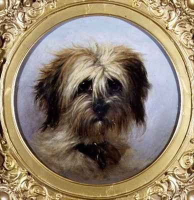 A Head of a Terrier