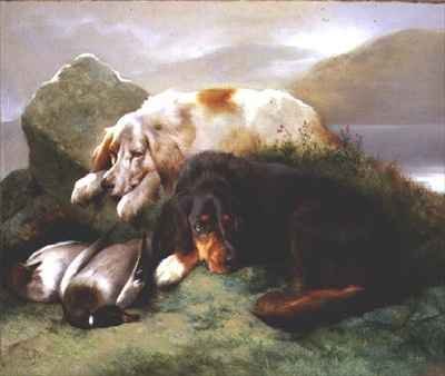 English and Gordon Setters with Mallard