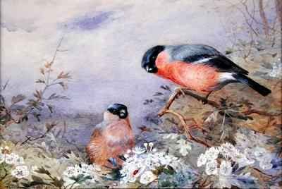 A Pair of Bullfinches Amongst the Blossom