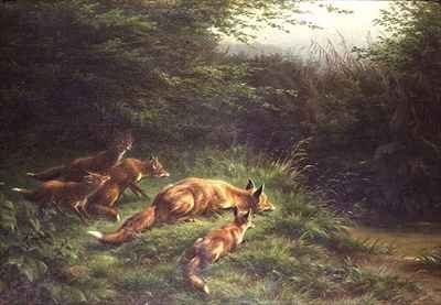 Foxes waiting for the prey