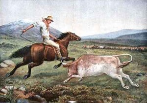 Mustering Cattle on the Bogong High Plains A Rough Customer