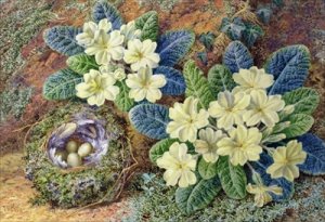 Primroses and a birds nest