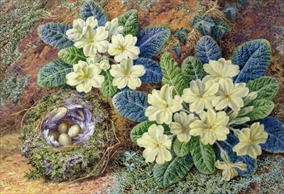 Primroses and a birds nest