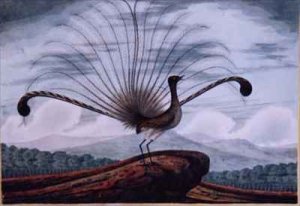 Lyrebird mamura superba