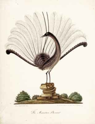 The mountain pheasant (lyrebird)