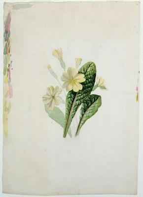 Study of a primrose