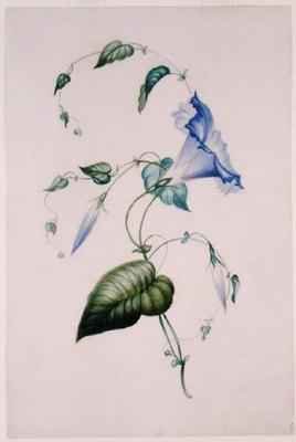 Blue convolvulus