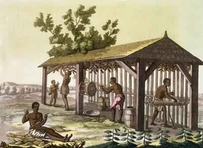 Slaves preparing tobacco, Virginia