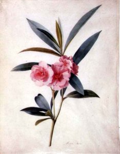 Nerium Oleander (Rose Bay)