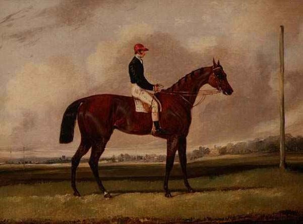 Bay Racehorse with a Jockey on a Racecourse