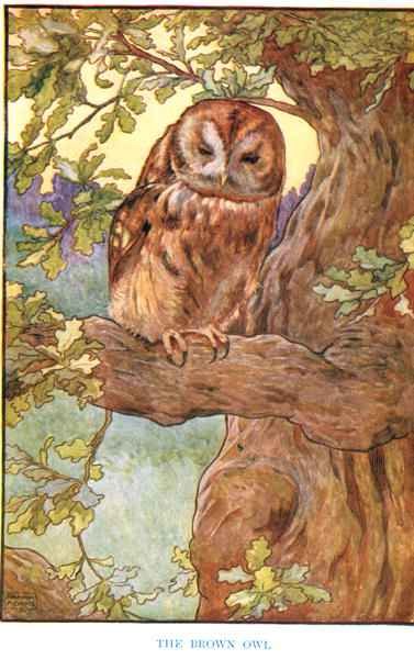 The Brown Owl, illustration from 'Country Ways and Country Days'